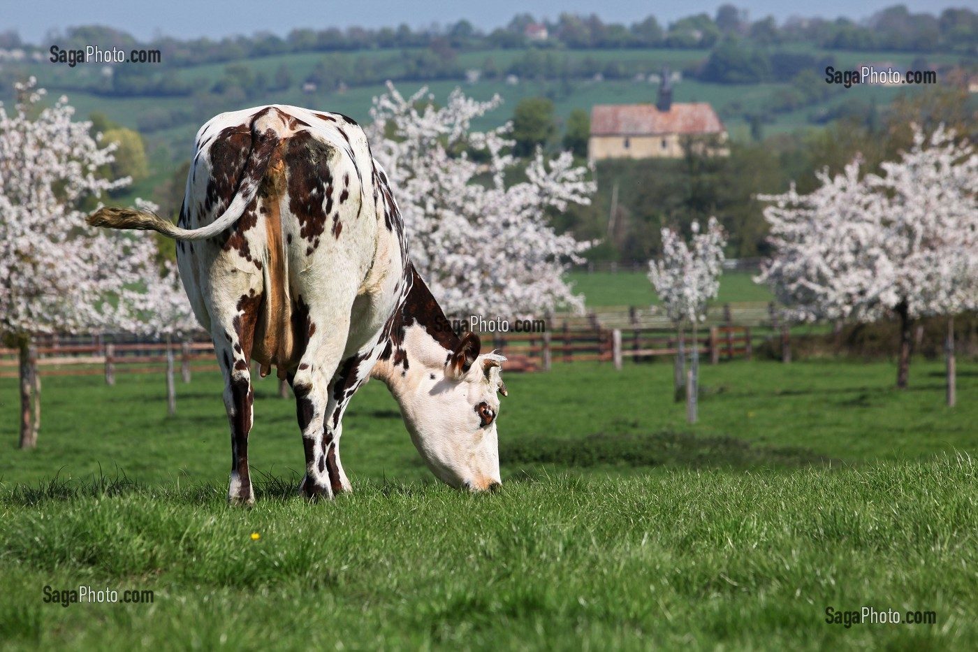 Vaches normandes dans les prés du Pays d'Auge